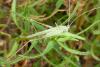 Tylopsis lilifolia